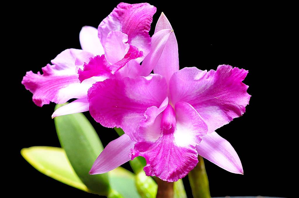 Орхидея каттлея в горшке: характеристика и размножение