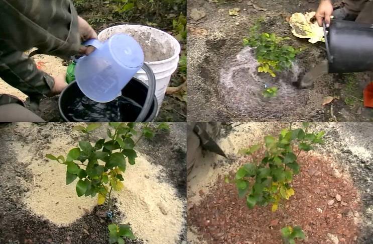 Правила посадки в открытый грунт чубушника шнеештурм: уход, полив, удобрение
