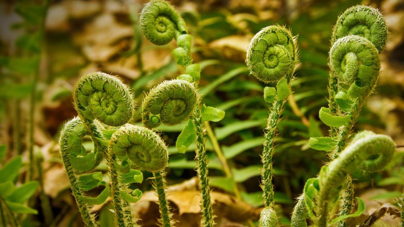 Орляк: фото папоротника, описание растения, уход и размножение
