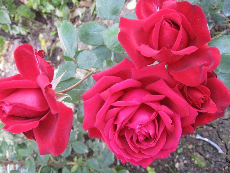 Какой сорт чайно гибридных роз выбрать для своего сада