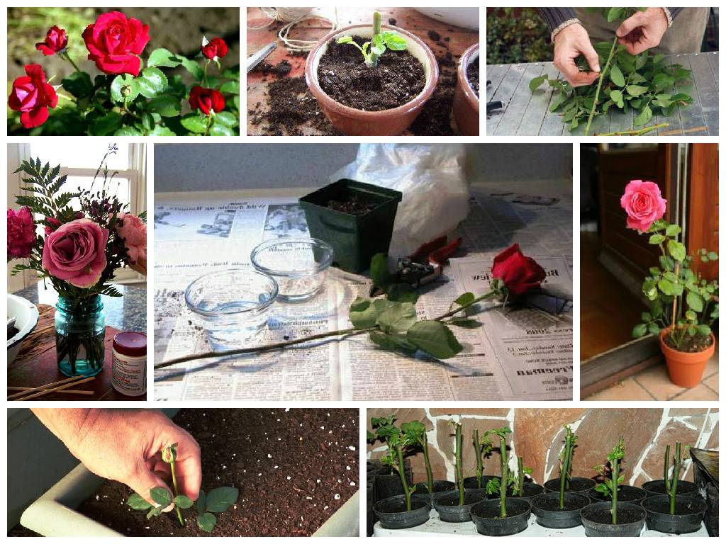 Как укоренить черенок розы из букета в домашних условиях