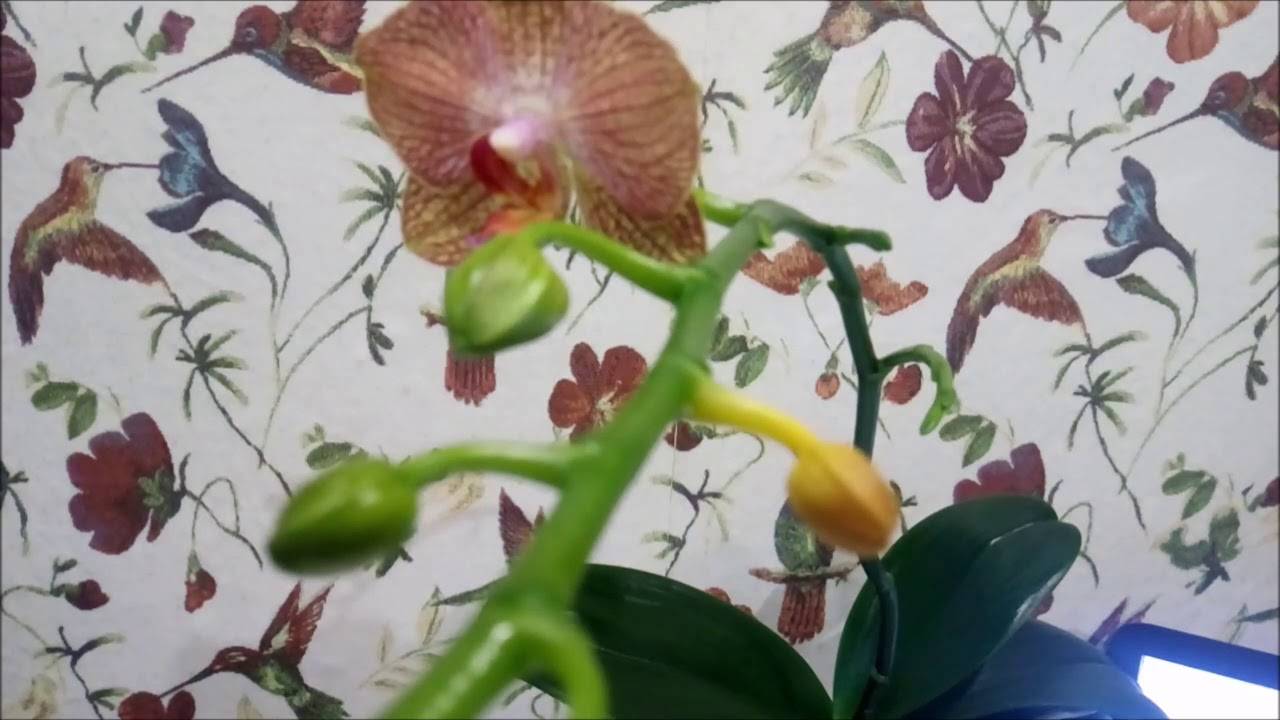 Причины опадания и нераскрытия бутонов у орхидеи, методы борьбы с этим