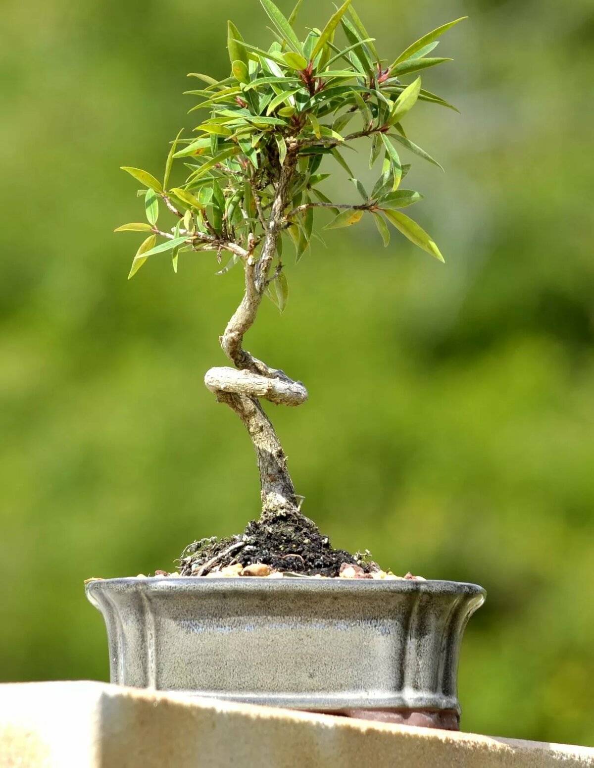Бонсай из можжевельника: как сделать своими руками и можно ли вырастить из семян, а также уход в домашних условиях с фото китайского растения