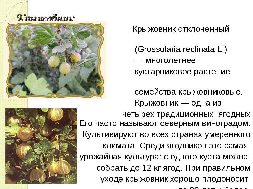 Все о русском желтом крыжовнике: описание сорта, размножение и уход за растением