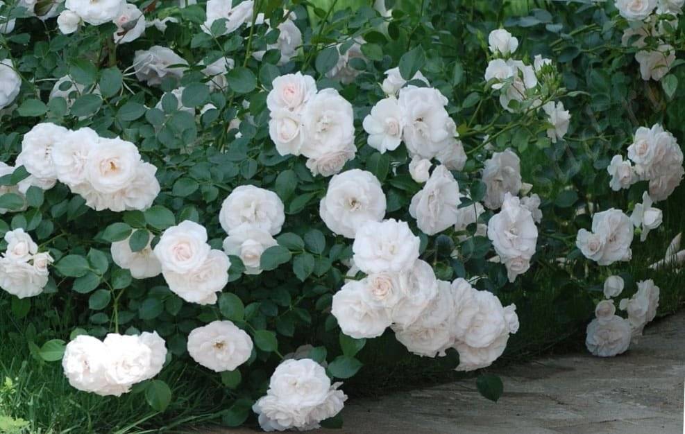 Розы посадка и уход в открытом грунте для новичков с фото и видео