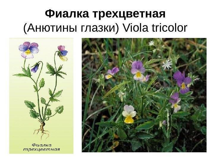 Лечебные свойства цветка фиалка трехцветная — описание растения