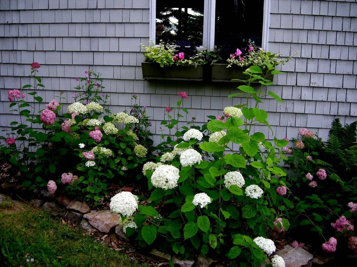 Гортензия: когда цветет садовая и комнатная, сколько цветет, на какой год после посадки