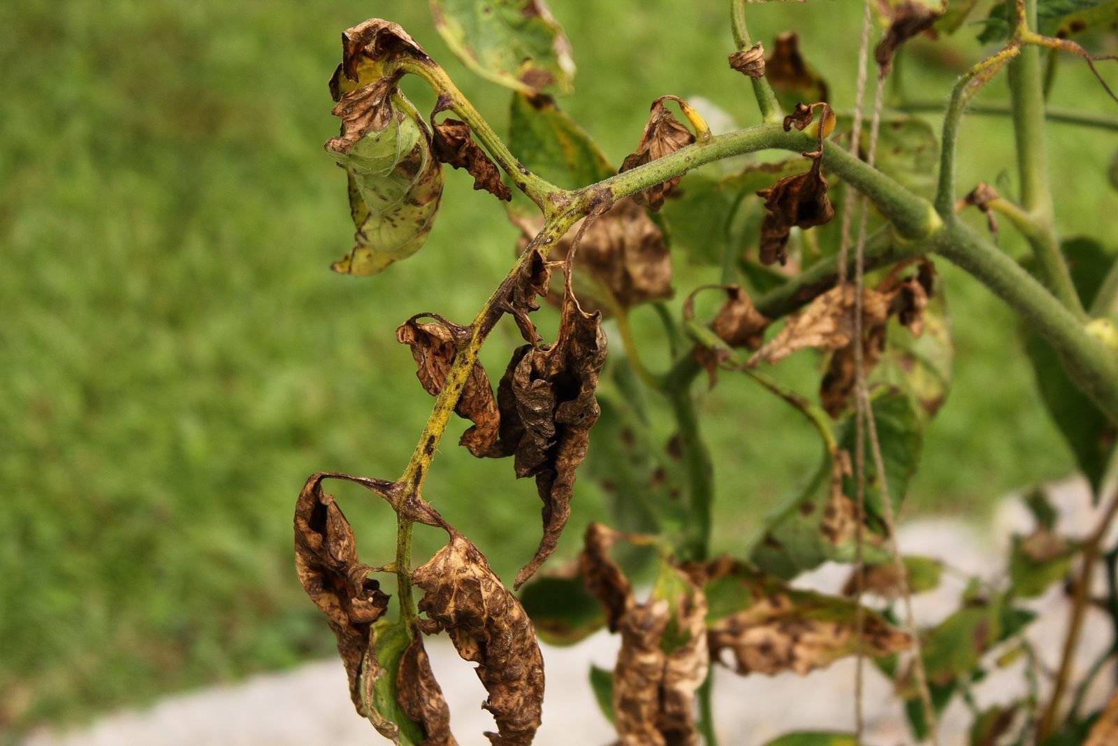 Признаки повреждения растений — болезни, вредители и другие
