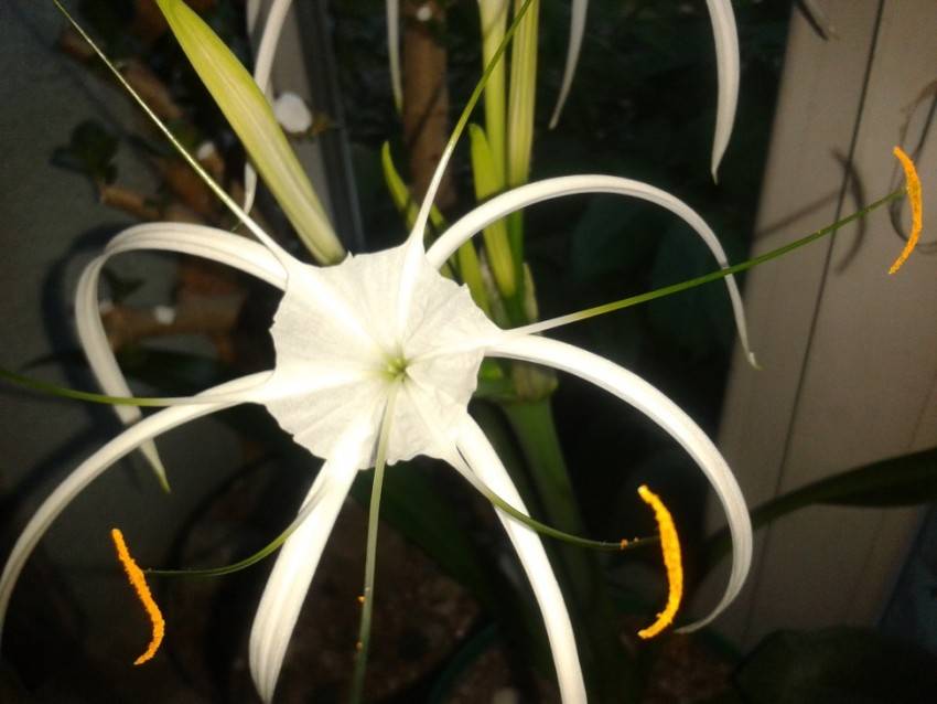 Гименокаллис карибский комнатные растения - как ухаживать за цветком в домашних условиях.