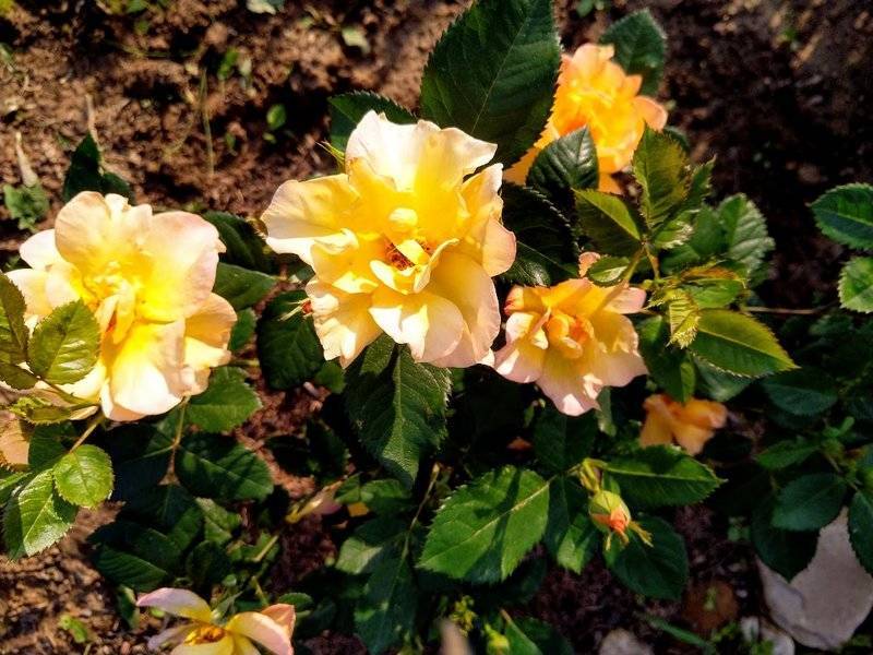 Как вырастить розу санрайз у себя в саду