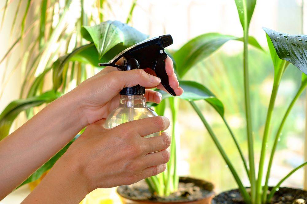7 эффективных способов смягчения воды для полива комнатных растений