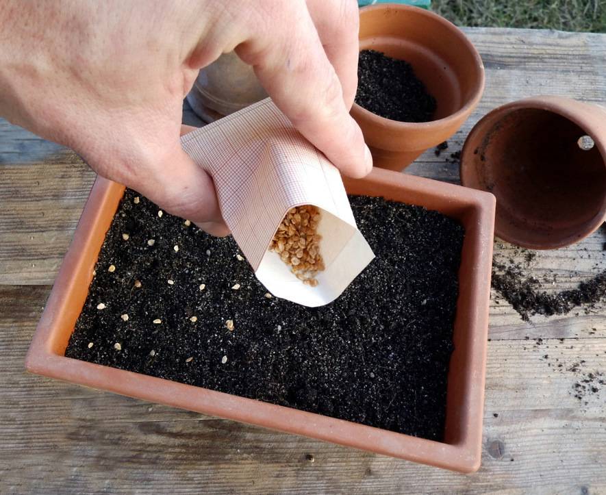 Как прорастить семена для рассады: 6 проверенных способов, чтобы семена взошли