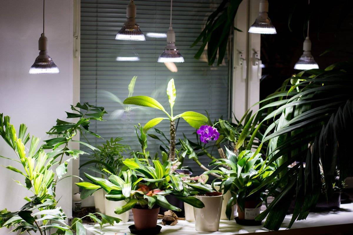 Подальше от окна — теневыносливые растения. комнатные растения растущие в тени — ботаничка.ru