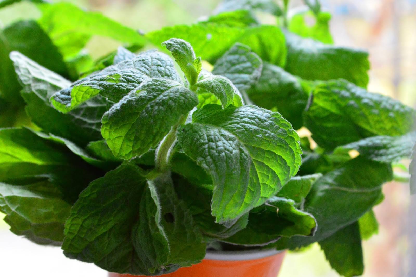 Лечебная перечная мята, лимонная: полезные свойства и противопоказания, как сушить садовую мяту