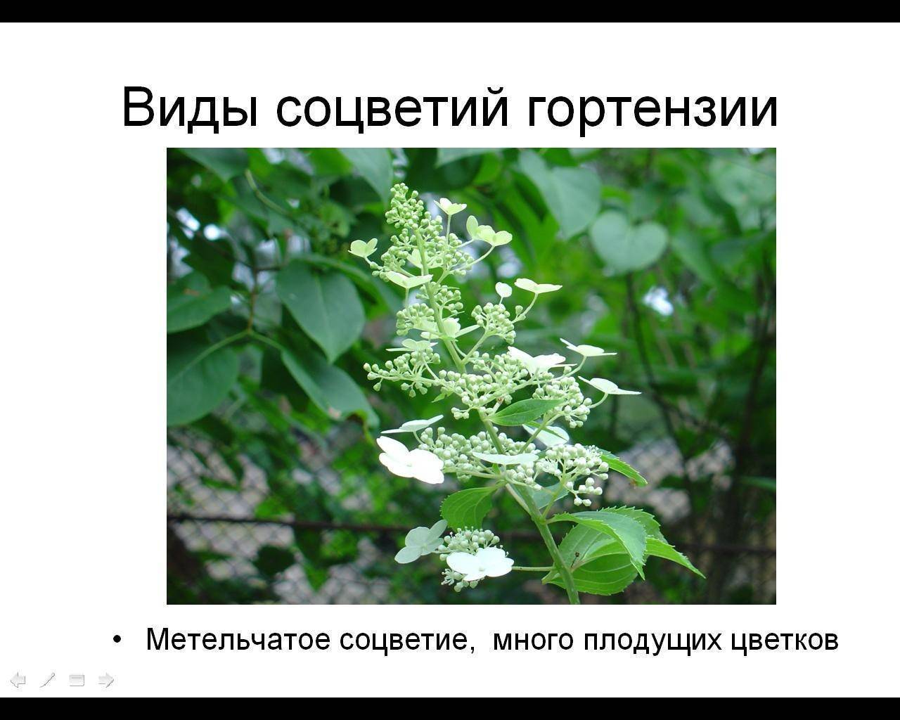 Растение гортензия: фото, описание цветка, выращивание и уход в саду и домашних условиях