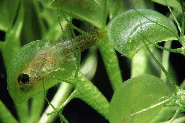 Пузырчатка - насекомоядное растение - описание и фото
