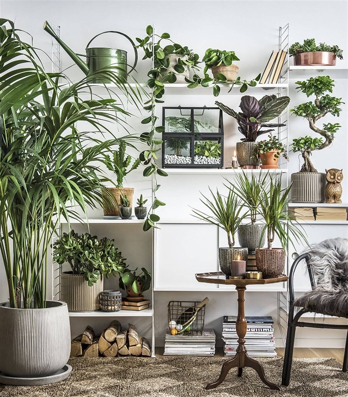 Комнатные растения и цветы в интерьере жилого дома: проект для гостиной
 - 48 фото