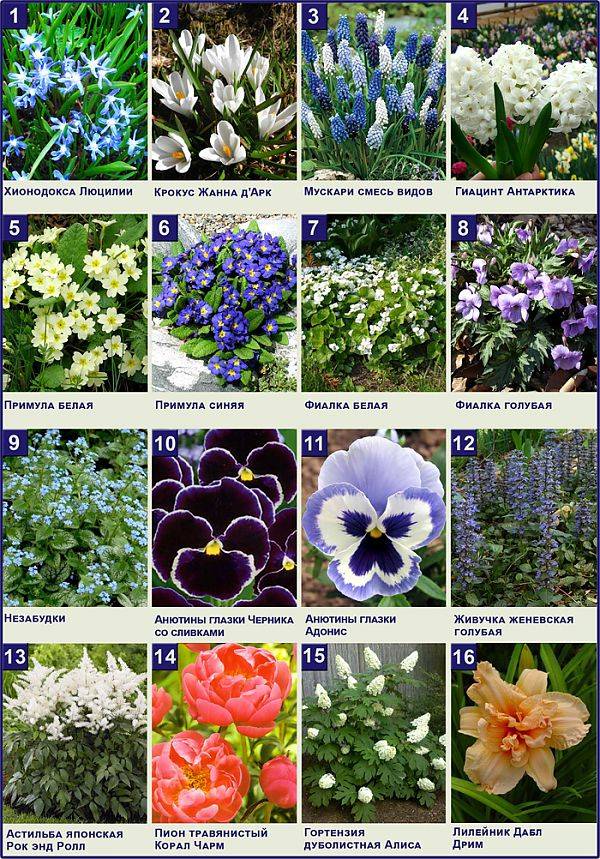 Цветы многолетники, цветущее все лето - 130 фото лучших вариантов красивых цветов