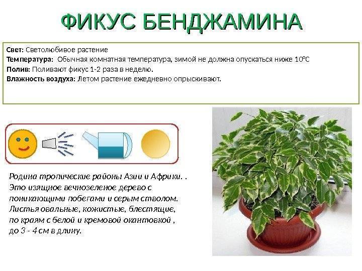 Растение свинчатка (плюмбаго): уход в домашних условиях