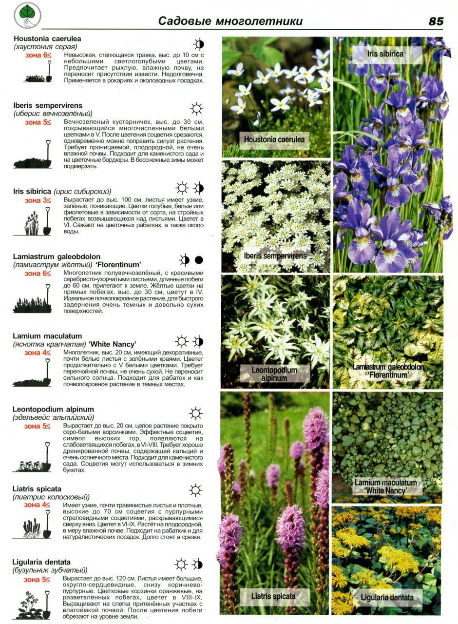 Многолетние цветы для дачи: фото с названиями. каталог с описанием и рекомендациями по уходу