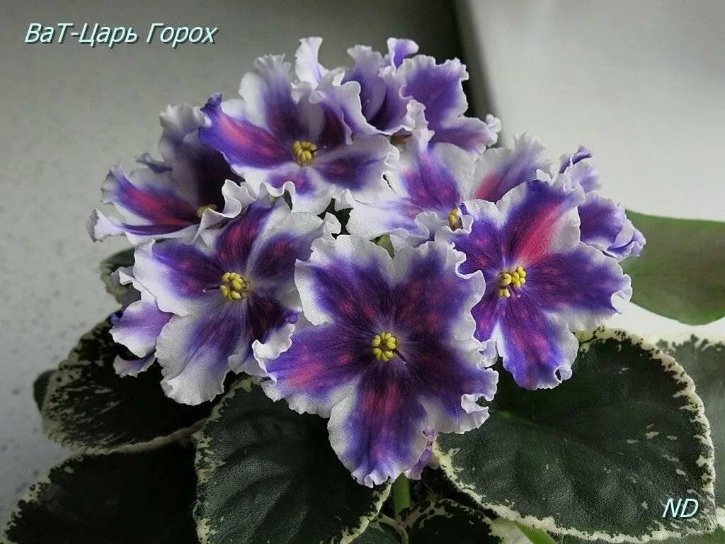Виды и сорта фиалок (сенполий): полная классификация, 50 фото с названиями
