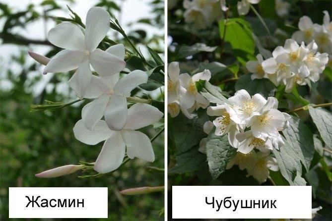 «садовый жасмин», или чубушник. выращивание, посадка и уход. описание, фото — ботаничка.ru