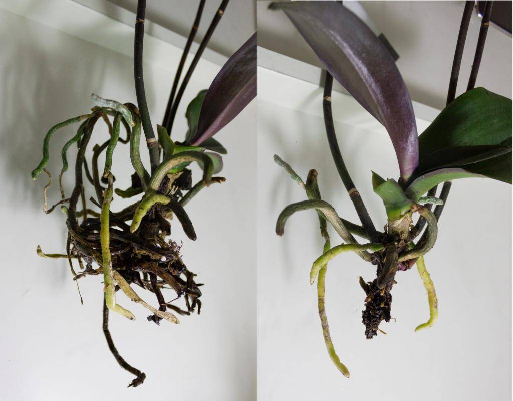 Особенности ухода за корневой системой – что делать, если корни орхидеи вылезли из горшка?
