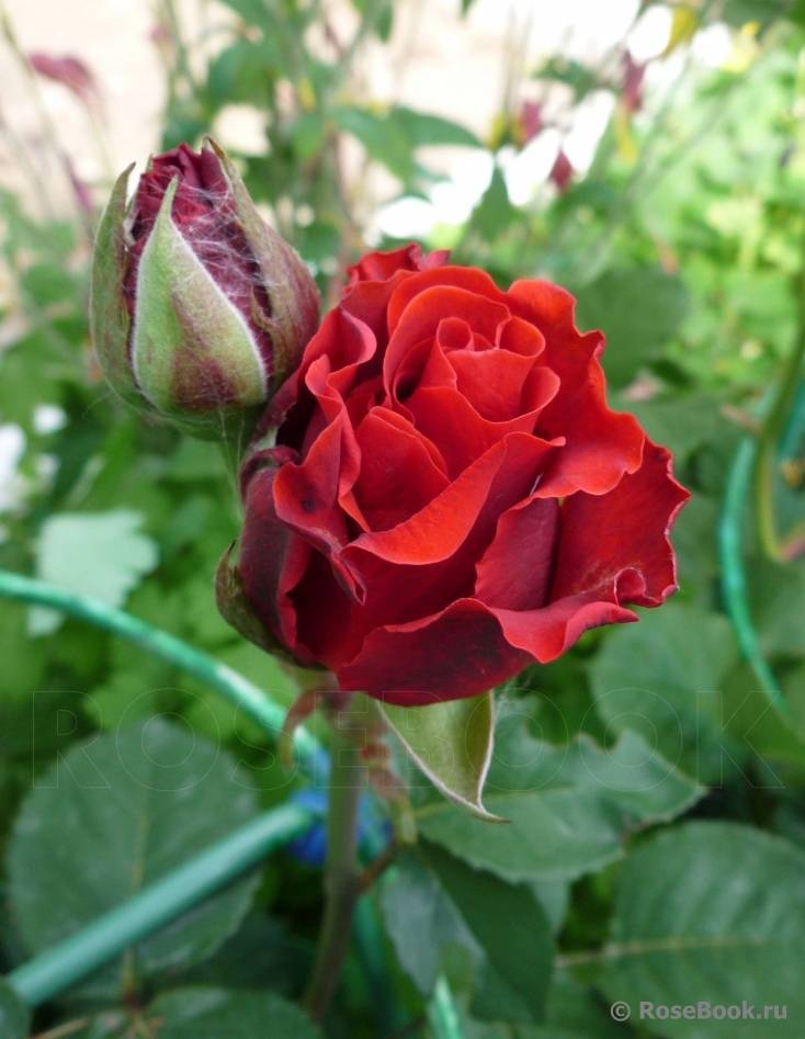 Чайно-гибридные розы: что это такое, cорта и названия, выращивание, в открытом грунте, посадка и уход, популярные сорта с фото, блэк баккара, ностальжи, описания
