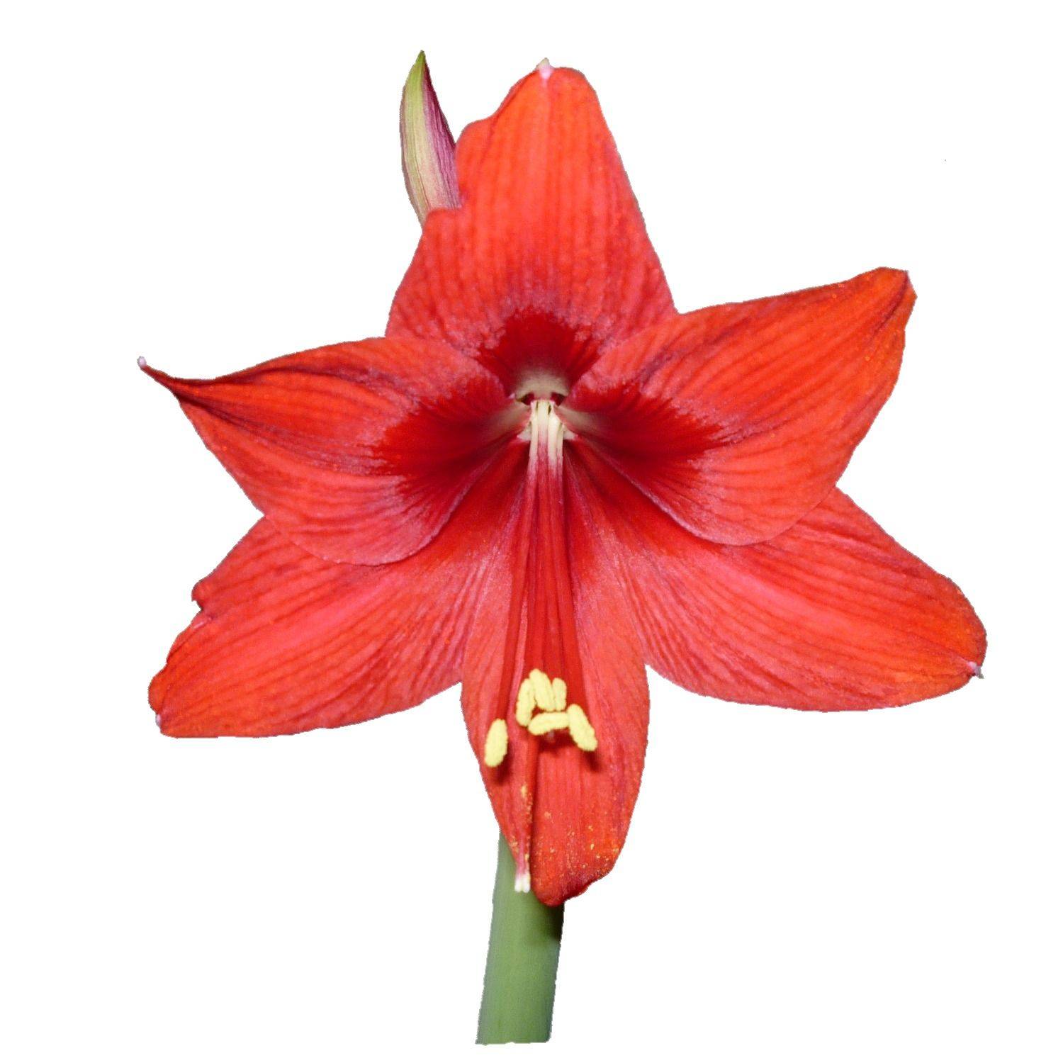Альстромерия – «перуанская лилия» в цветнике – аграрий