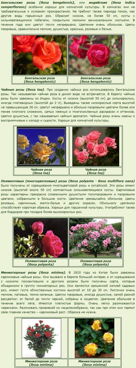 Зимостойкие сорта цветущих плетистых роз