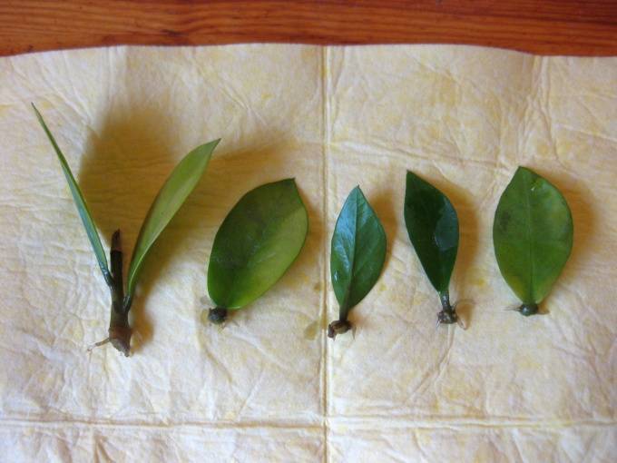 Замиокулькас – размножение листом, веткой, как рассадить в домашних условиях?