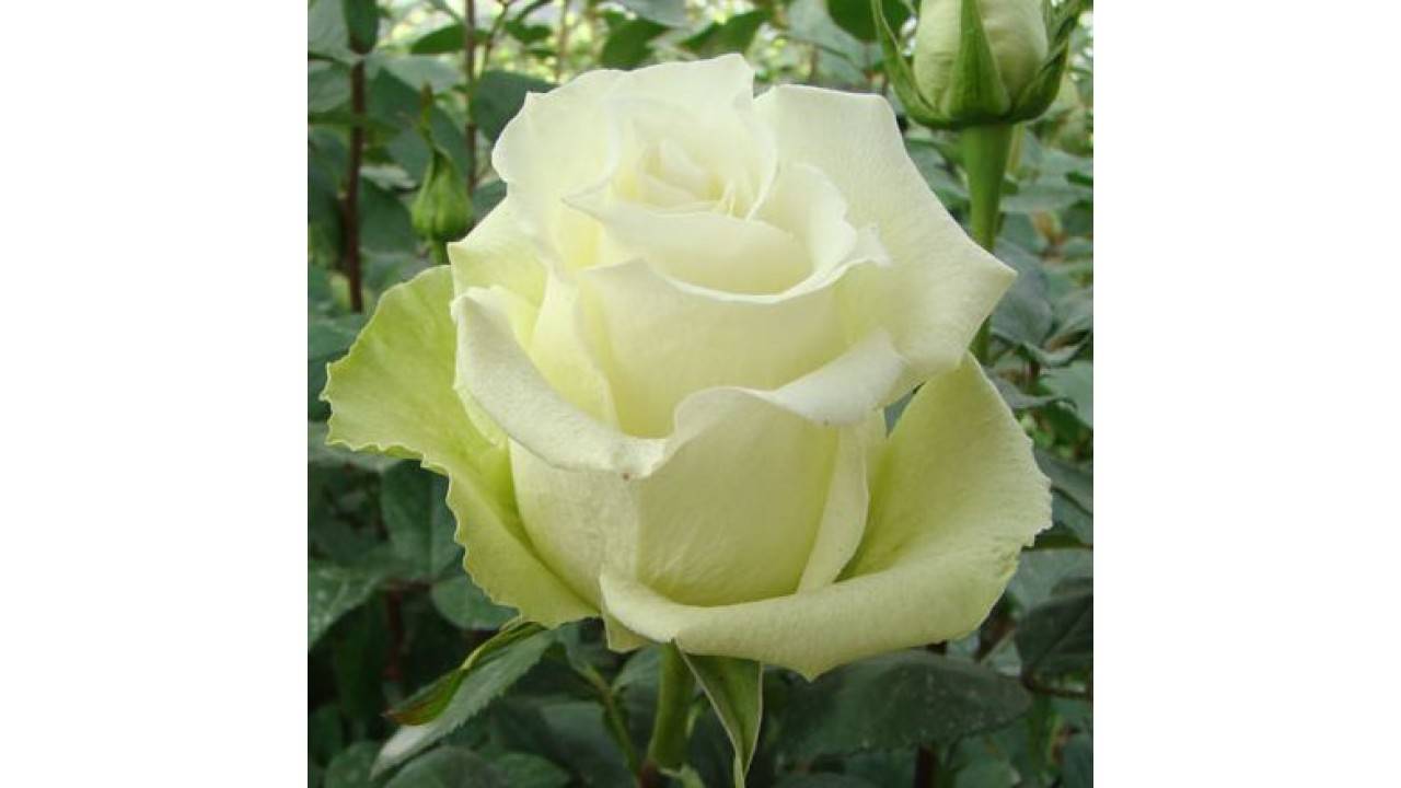 Описание и характеристики сортов розы аваланж, выращивание и размножение