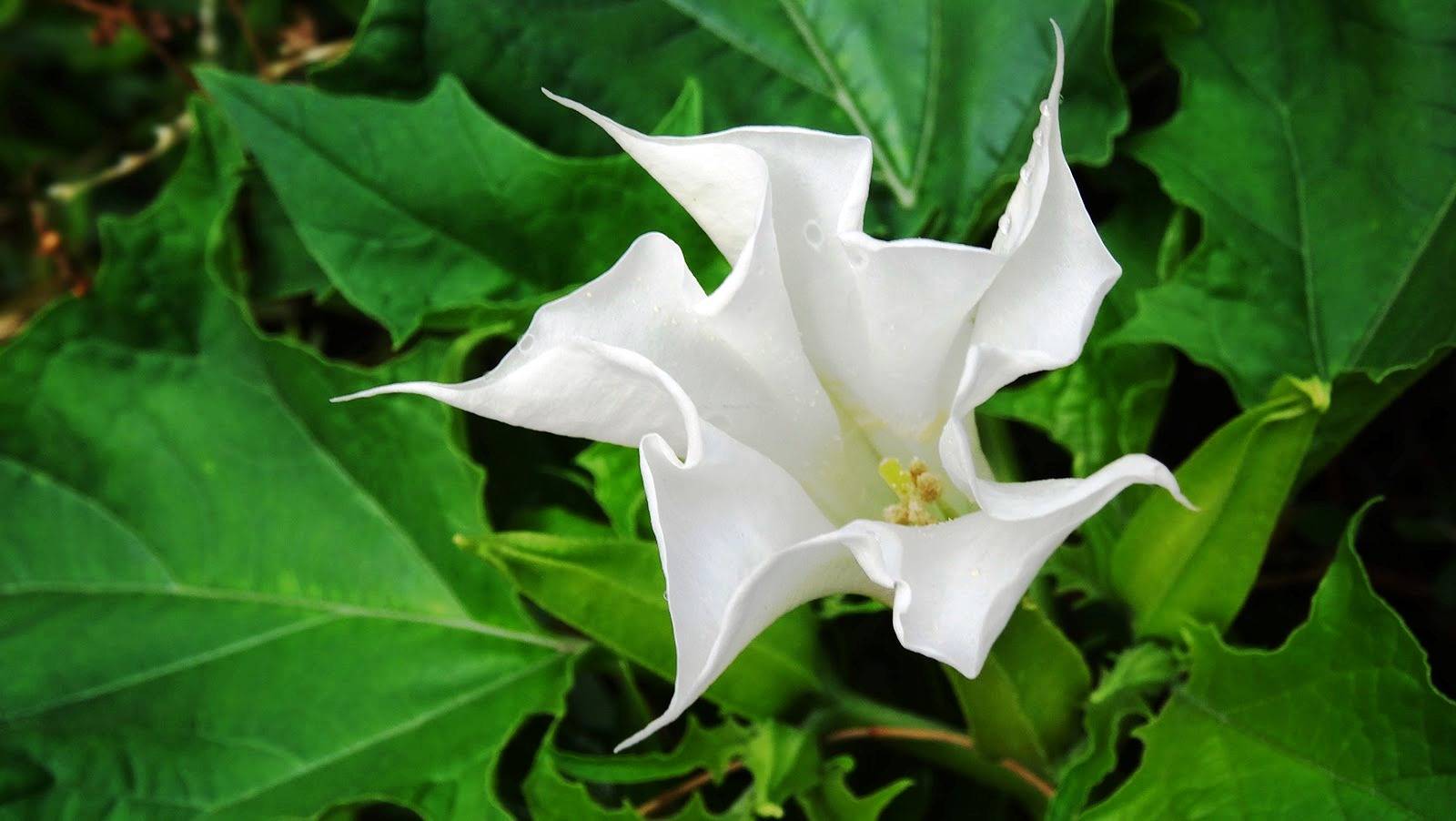 Цветок дурман или датура — особенности выращивания на садовом участке