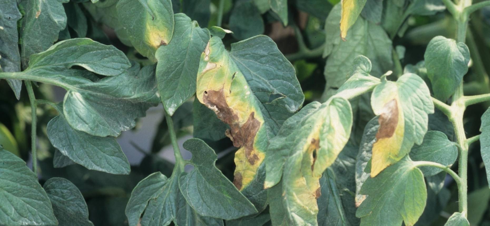 О болезнях и вредителях георгин: почему листья желтеют, что делать с тлей