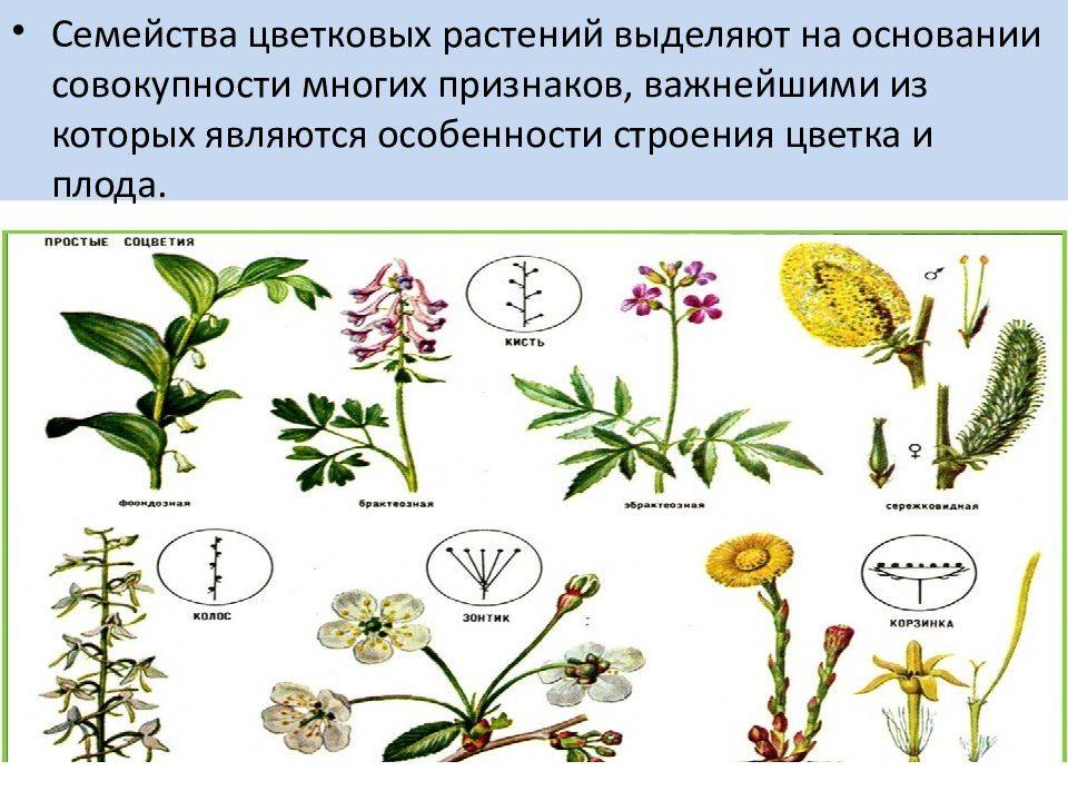 Семейства растений - классы и виды с названиями, типы и характерные признаки
