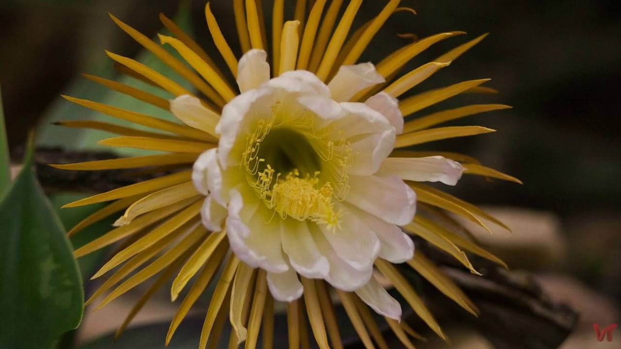 Цветок царица ночи, кактус селеницереус фото - крупноцветковый selenicereus grandiflorus, хризокардиум, validus, anthonyanus