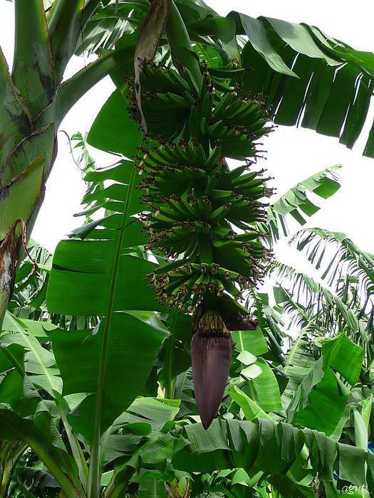 Банановая пальма, на каких деревьях растут бананы. банан домашний — выращивание и уход в домашних условиях, фото
