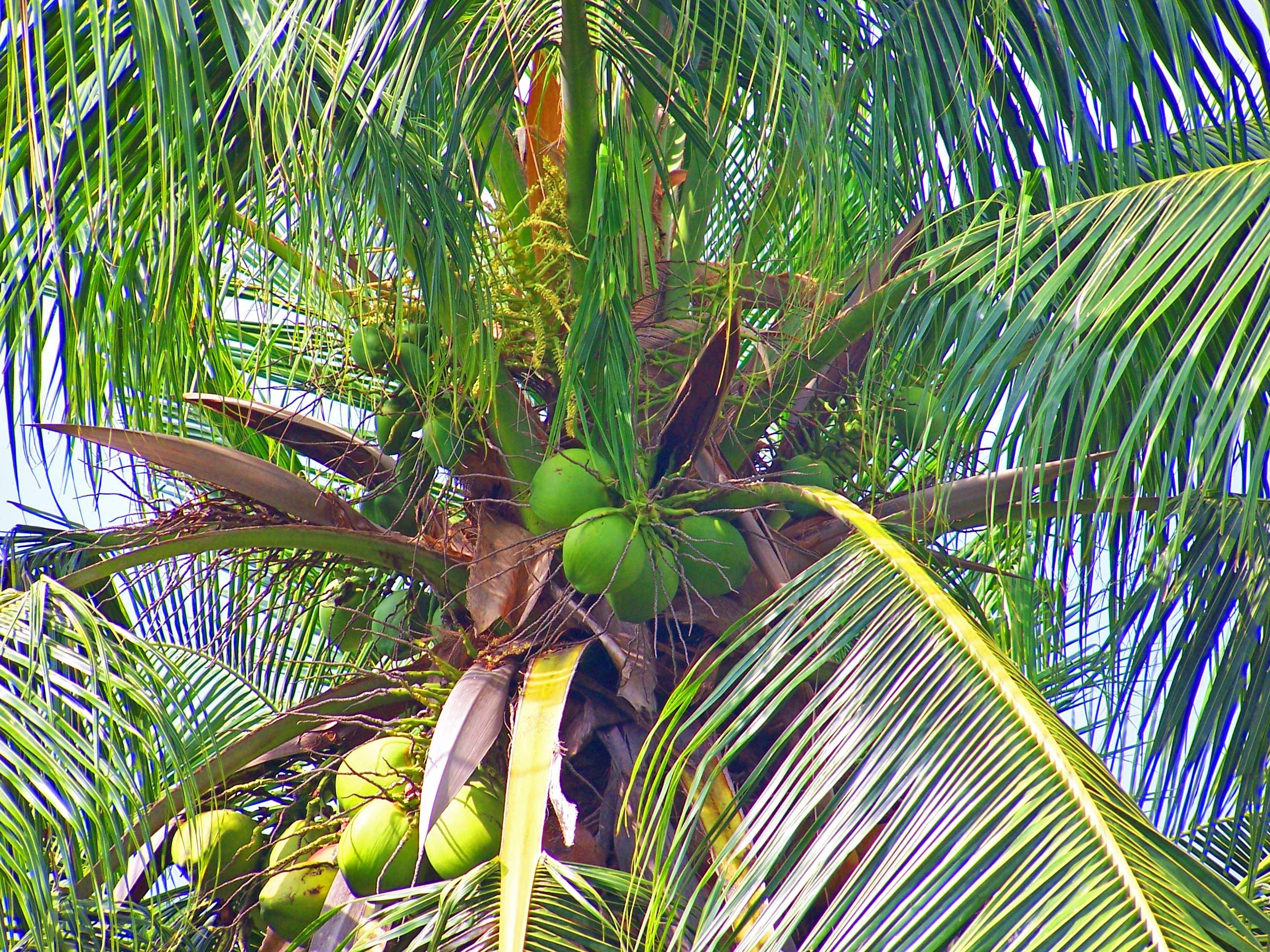Финиковая пальма (50 фото): виды, уход и выращивание в домашних условиях