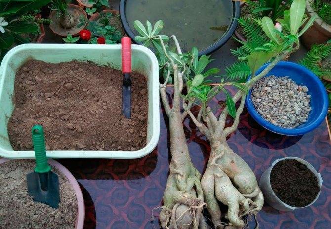 Как вырастить адениум дома? | огородник