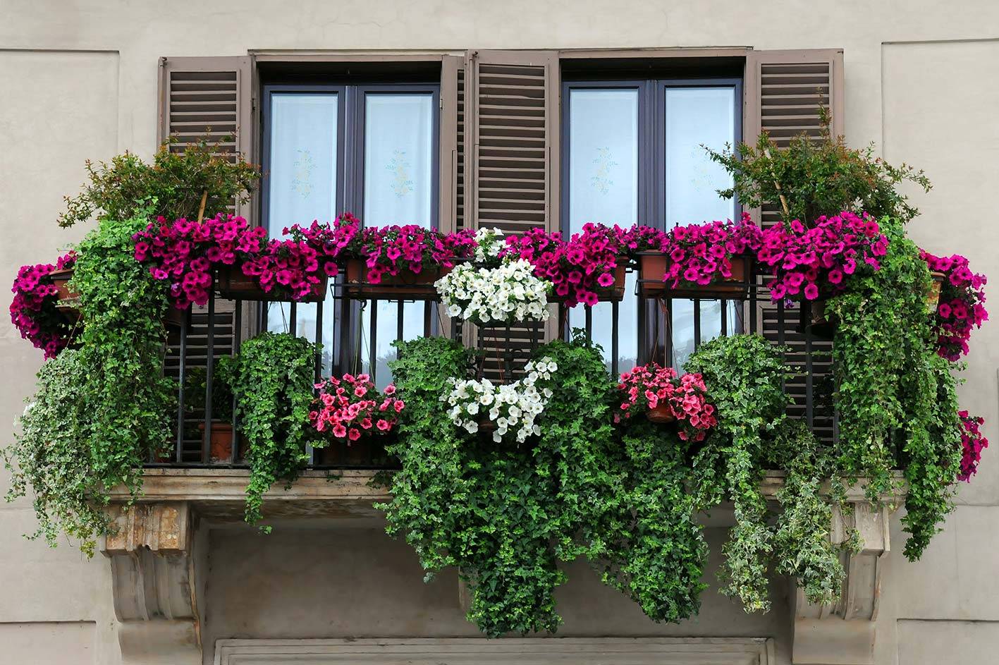 Озеленение балкона цветами, подбор цветов для балконов