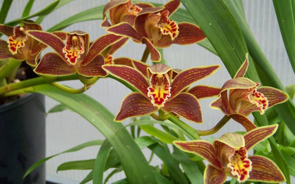 Популярные сорта цимбидиума | блог об орхидеях