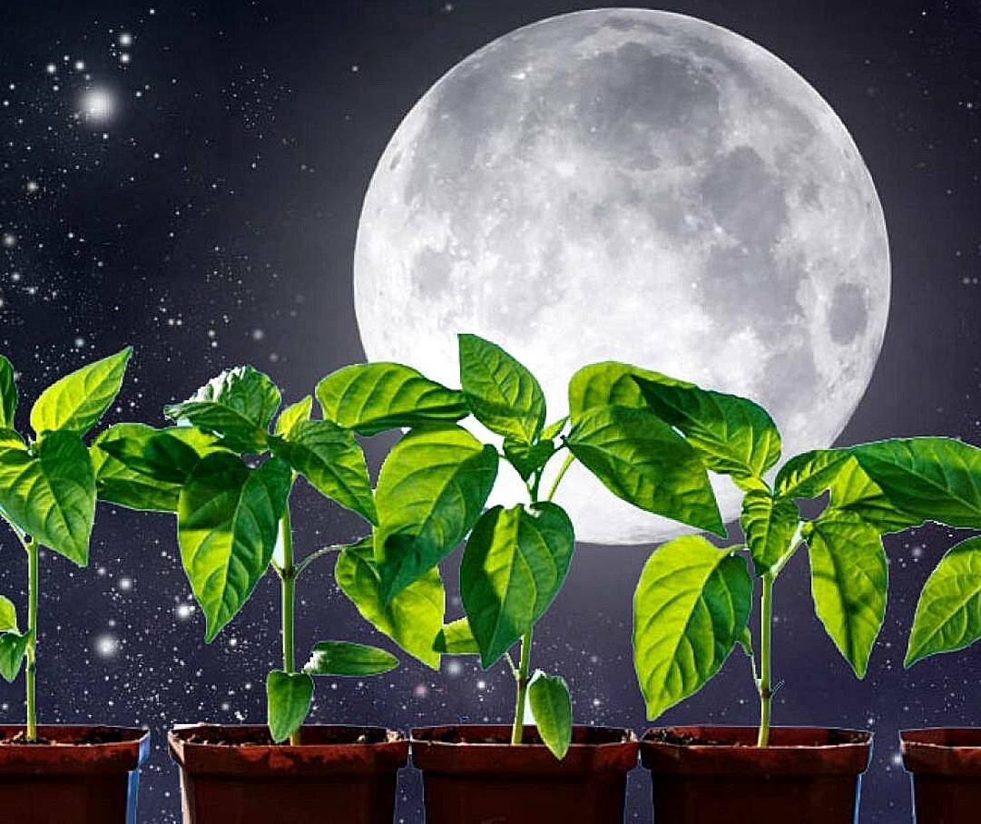 Лунный календарь для комнатных растений