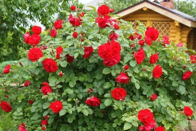 О розе robusta: описание и характеристики парковой розы pink robusta