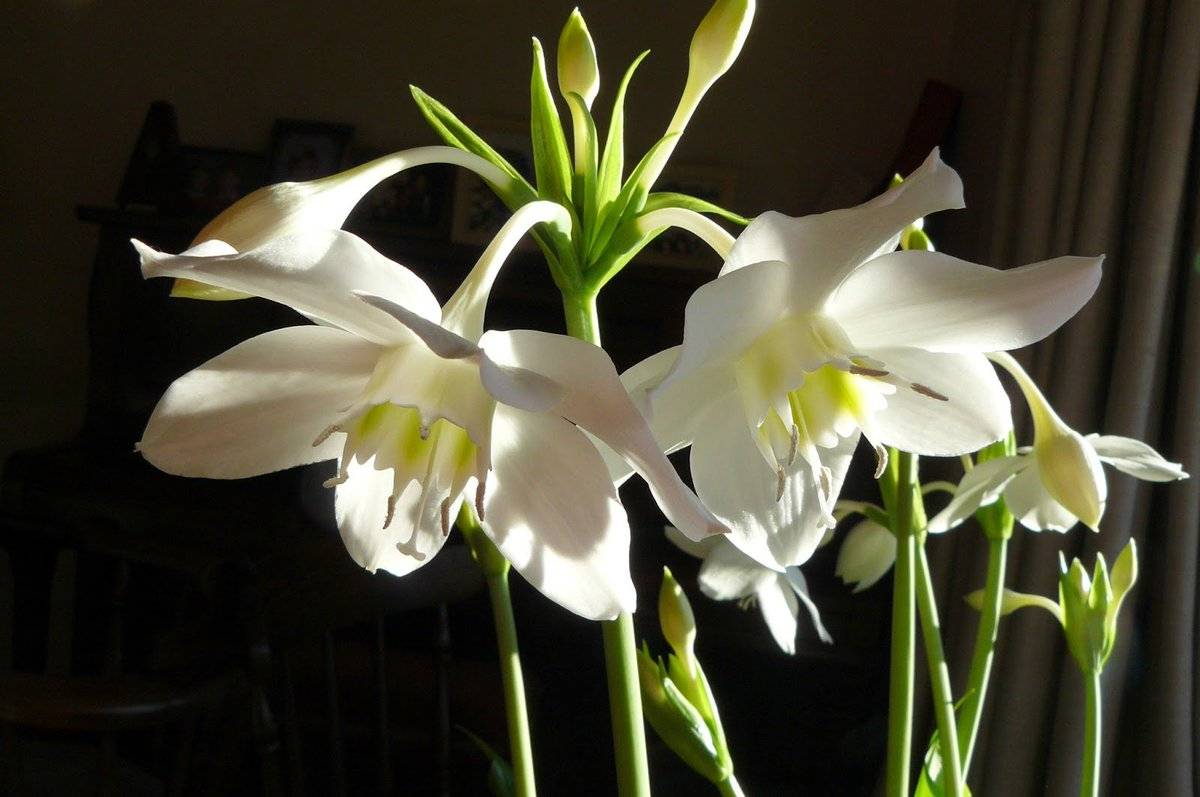 Белый комнатный цветок эухарис – амазонская лилия, фото