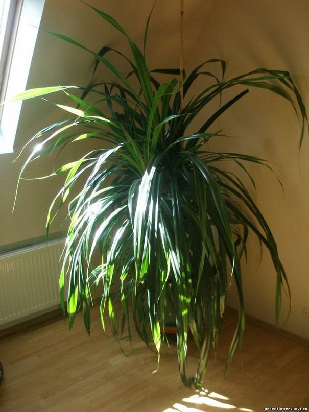 Панданус: уход в домашних условиях за этой пальмой, описание цветка, и как размножить комнатное растение?