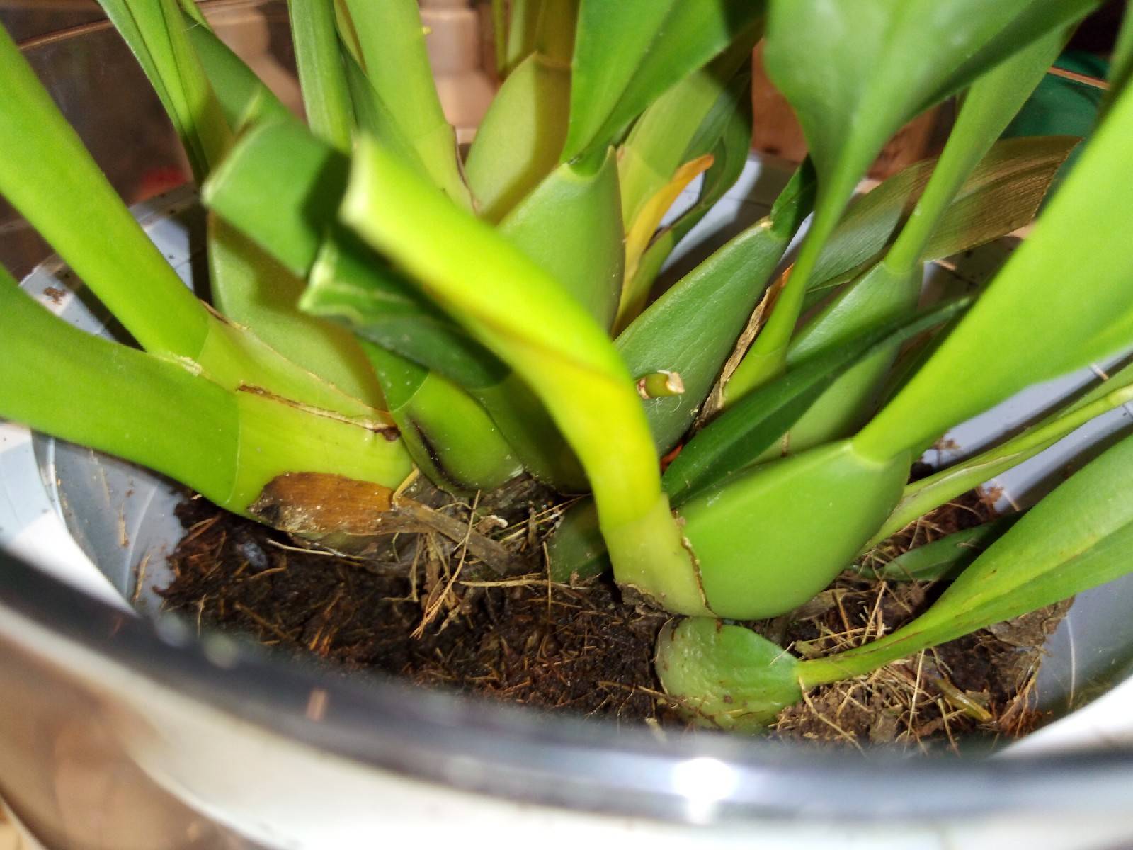 Орхидея онцидиум: уход в домашних условиях, залог цветения - правильный полив