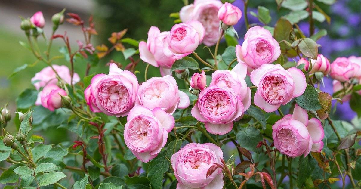 10 лучших сортов роз для выращивания в подмосковье