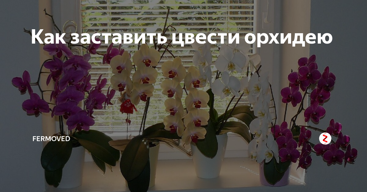 Примеры пользы и вреда орхидеи в доме, варианты в спальне и квартире