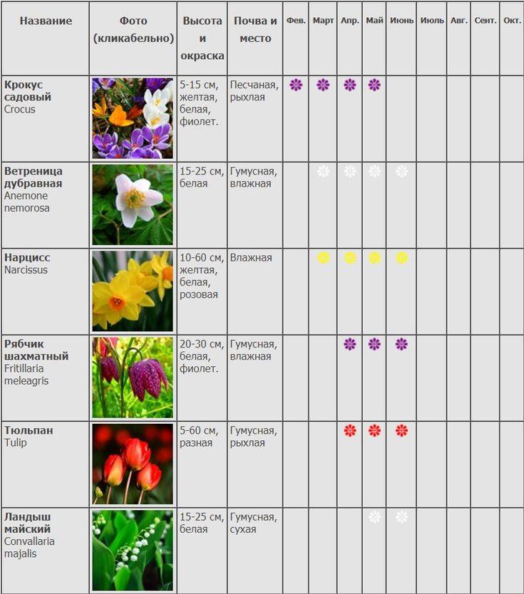 Когда цветут пионы: сколько по времени длится период цветения и как выглядит цветок, что делать, если у растения не распускаются бутоны?