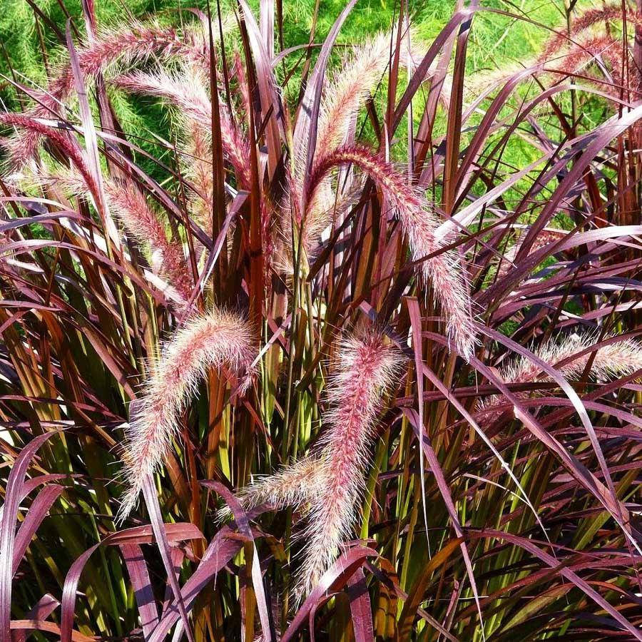 Пеннисетум посадка и уход выращивание из семян пеннисетум лисохвостный щетинистый пурпурный восточный сорта с фото